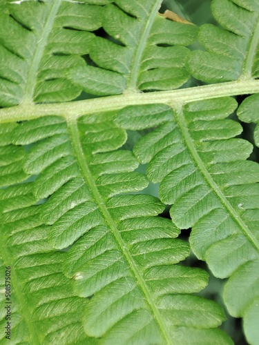 Plants in silence.