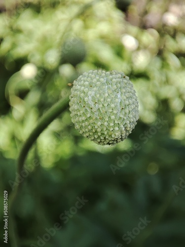 Plants in silence.