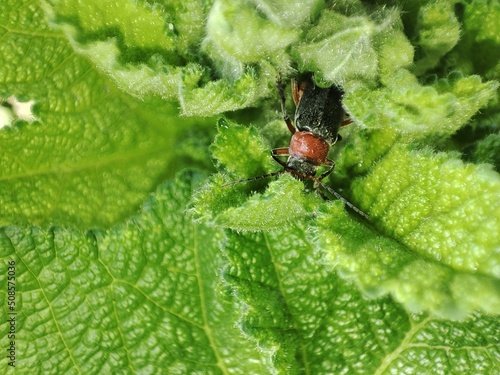Beetle on the grass.