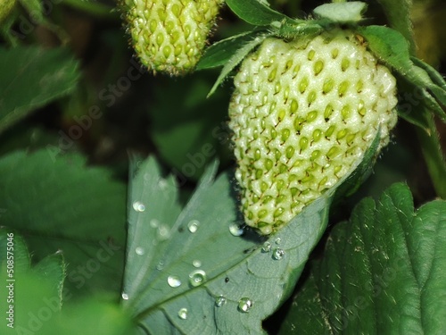 Strawberry.