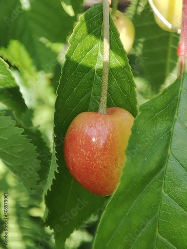 Sweet cherry.