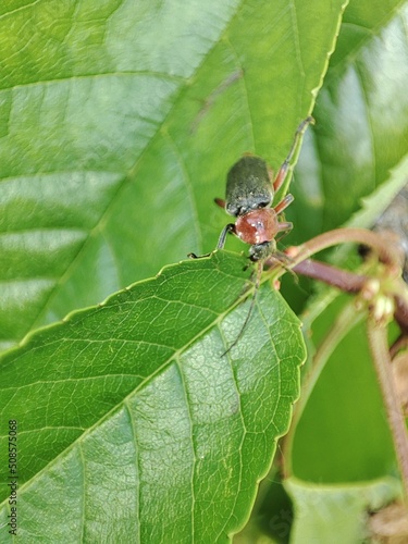 Beetle on the grass.