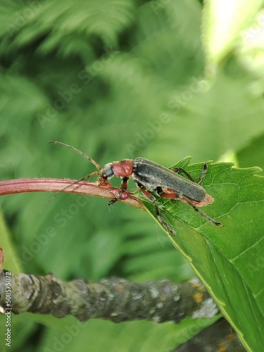 Beetle on the grass.