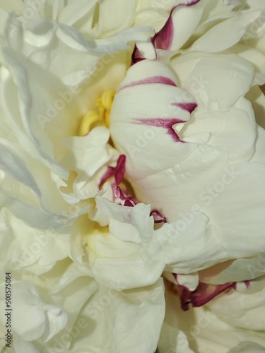Peony