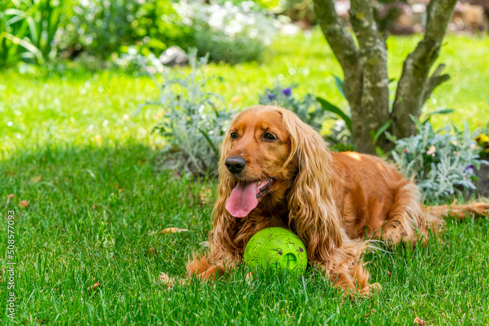 Brown cocker spaniel dog in the garden - selective focus Brown cocker spaniel dog in the garden - selective focus