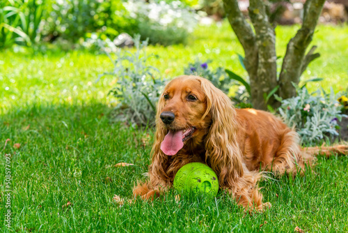 Brown cocker spaniel dog in the garden - selective focus