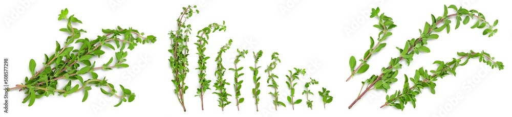 fresh Oregano or marjoram leaves isolated on white background. Top view. Flat lay. Set or collection fresh Oregano or marjoram leaves isolated on white background. Top view. Flat lay. Set or collection