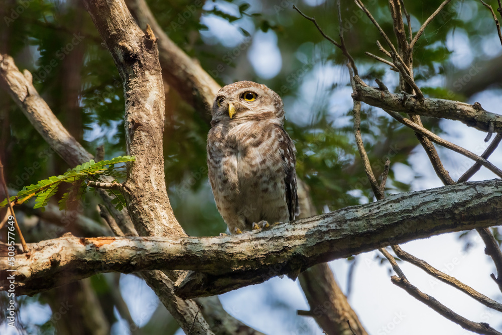 Spotted owlet Spotted owlet