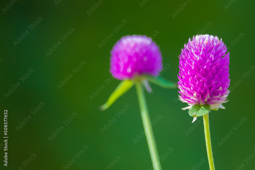 Obraz premium colorful flowers