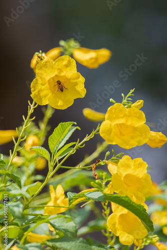 colorful flowers