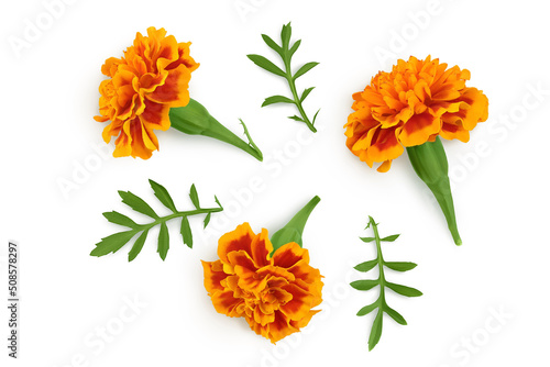 fresh marigold or tagetes erecta flower isolated on white background with full depth of field. Top view. Flat lay © kolesnikovserg