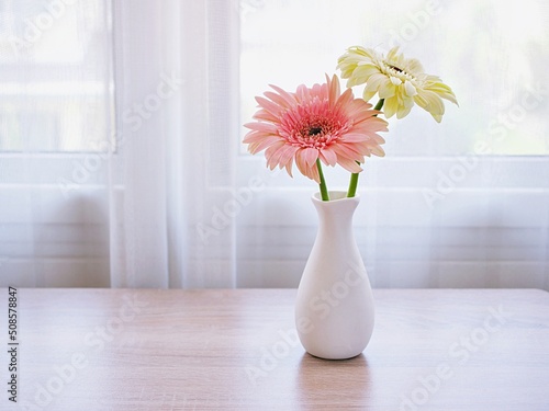 Beautiful pink Gerbera jamesonii daisy flower in vase on table ,Barberton Transvaal daisy copy space for text lettering flower in ceramic on wooden table window light background wallpaper celebrating