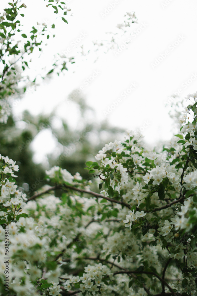 Blooming apple tree, soft focus spring background Blooming apple tree, soft focus spring background
