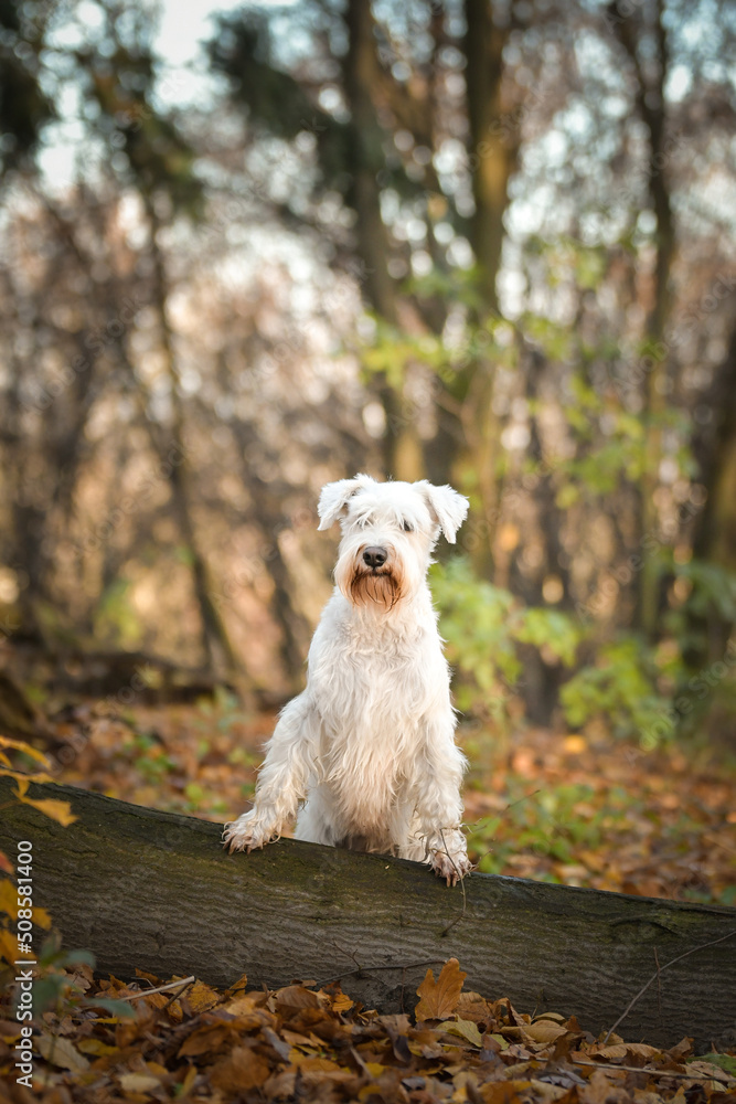 Schnauzer is sitting in the forest. It is autumn portret. Schnauzer is sitting in the forest. It is autumn portret.