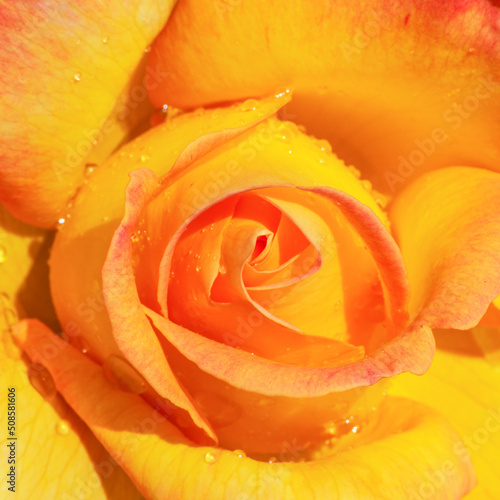macro photography flower rose with yellow petals close-up top view