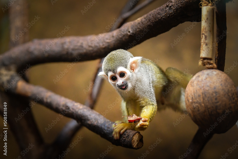Fototapeta premium Photo of Saimiri sciureus in zoo habitat. He is so cute animal.