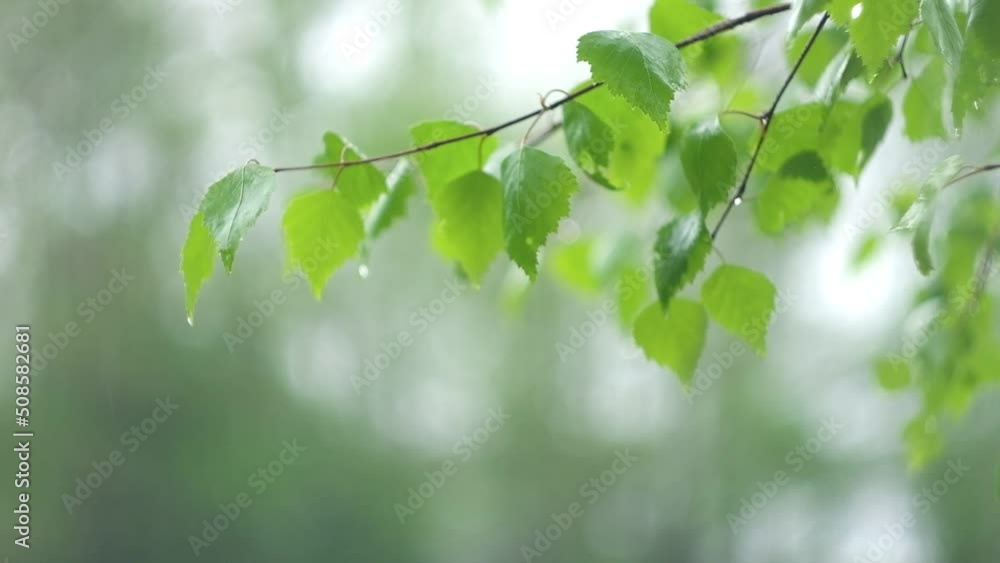 Raindrops dripping from the green leaves of a tree during the rain. The rain falls on the green plants. Summer weather. Natural mood background. For meditation, relaxation. Heavy rain shower. Raindrops dripping from the green leaves of a tree during the rain. The rain falls on the green plants. Summer weather. Natural mood background. For meditation, relaxation. Heavy rain shower.