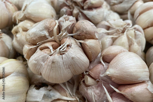 Fresh garlic closeup. Pile of garlic heads. Garlic heap. Background of garlic.