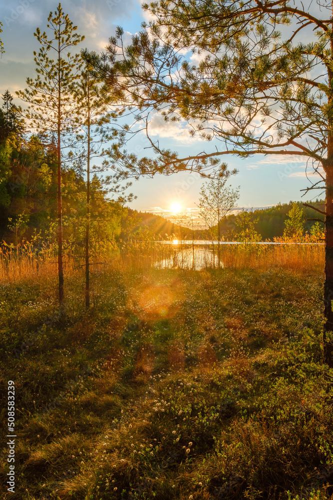 Sunset in the finnish swamp forest near lake