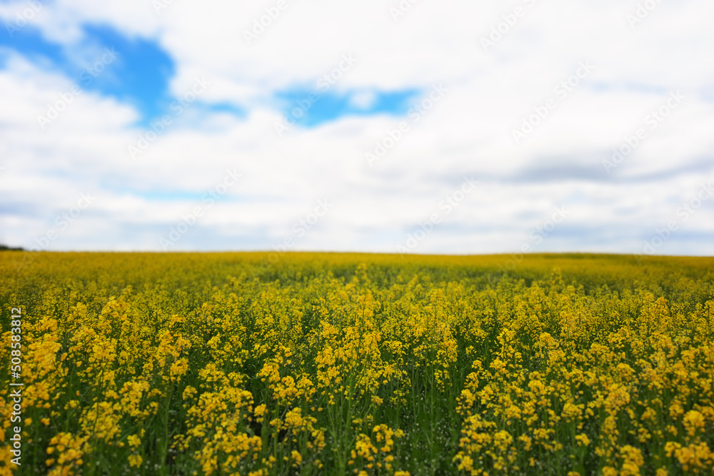 Brassica napus. Plant for green energy and oil industry, springtime golden flowering field. Golden field of flowering rapeseed with blue sky.