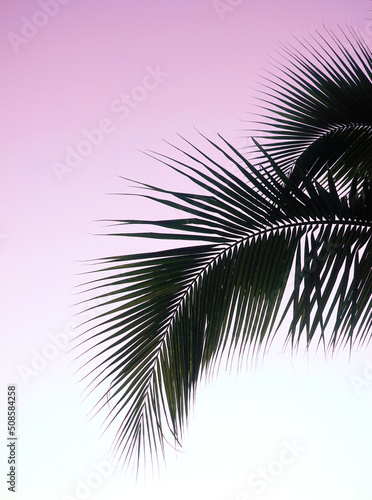 Silhouette of coconut leaf with twilight sky background, Island background