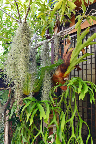 Platycerium fern grow up in garden
