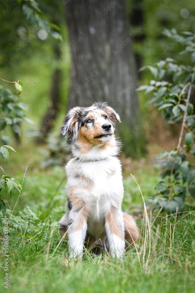 Puppy of australian shepherd is sitting in the nature. Summer nature in park.