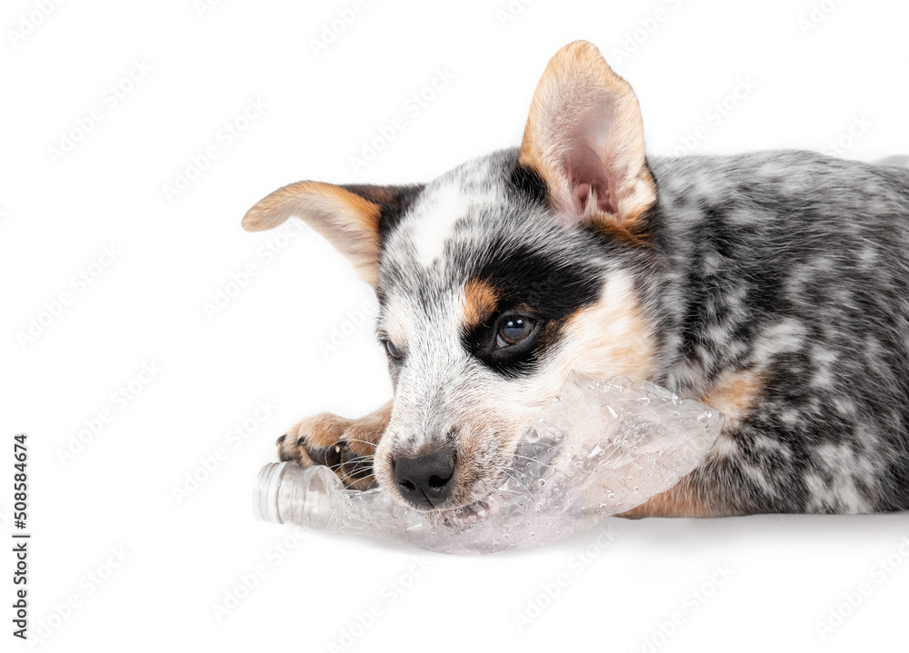 Dog chewing plastic bottle cheap
