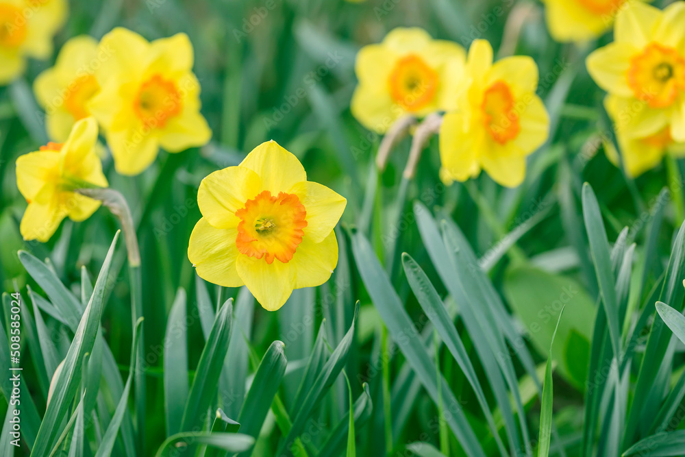 yellow daffodil flowers blooming in the spring yellow daffodil flowers blooming in the spring