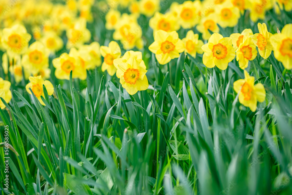 yellow daffodil flowers blooming in the spring yellow daffodil flowers blooming in the spring