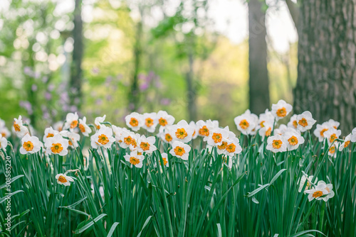 Fototapeta Naklejka Na Ścianę i Meble -  white daffodil flowers blooming in the spring