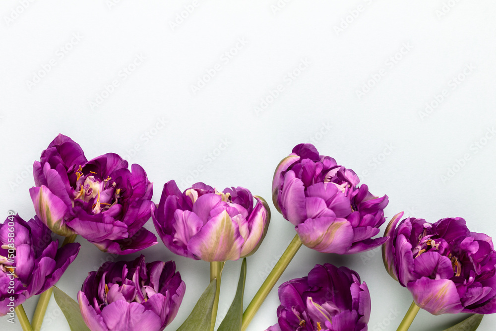 Obraz premium Lilac tulip flowers on pastel background.