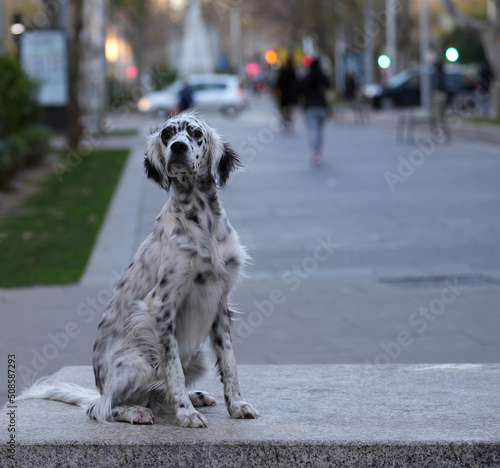 Beautiful white English Setter sitted in the city