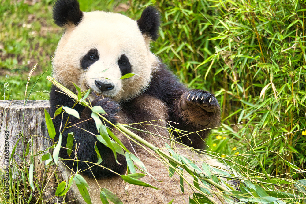 Naklejka premium big panda sitting eating bamboo. Endangered species. Black and white mammal