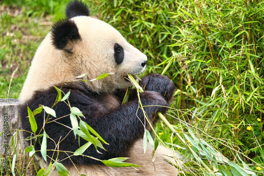 Obraz premium big panda sitting eating bamboo. Endangered species. Black and white mammal