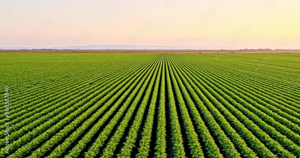 Drone shot of green agricultural carrot field at sunset Drone shot of green agricultural carrot field at sunset