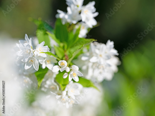 Blühende Deutzie, Deutzia gracilis, im Frühling © M. Schuppich