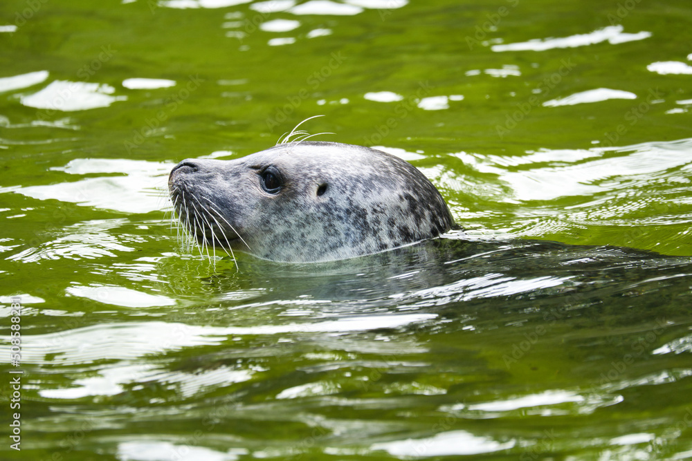 Naklejka premium Head of a seal, swimming in the water. Close up of the mammal. Endangered species