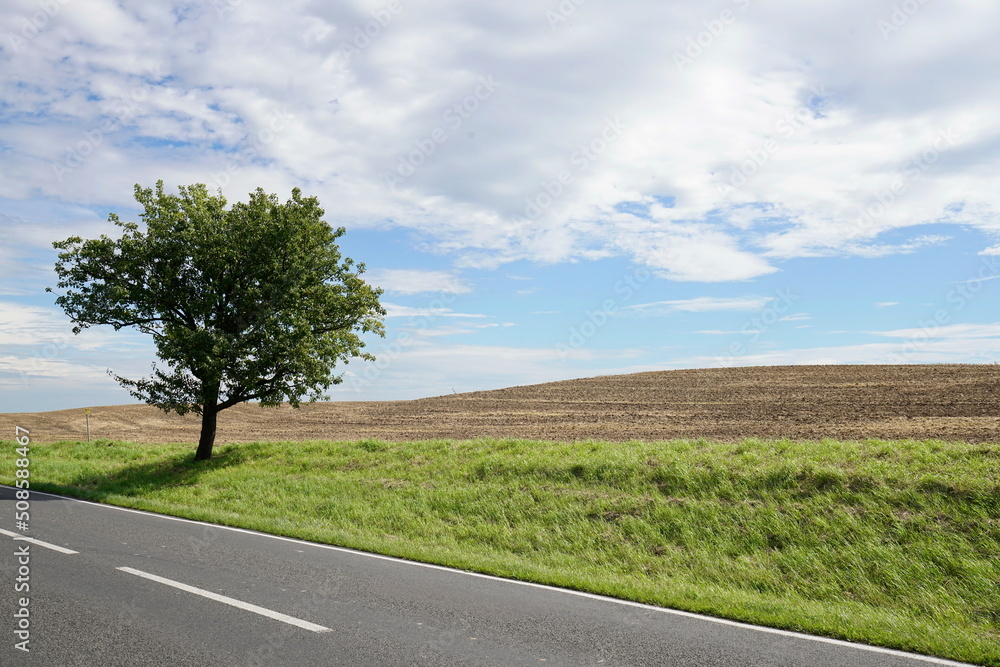 Baum an Straße mit Wiese, Acker und Himmel