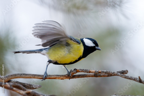 bird tit sits on a branch flaps its wings, blurry movement of the bird's wings © metelevan