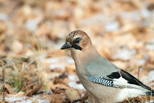 common jay on the ground, close-up of part of a bird