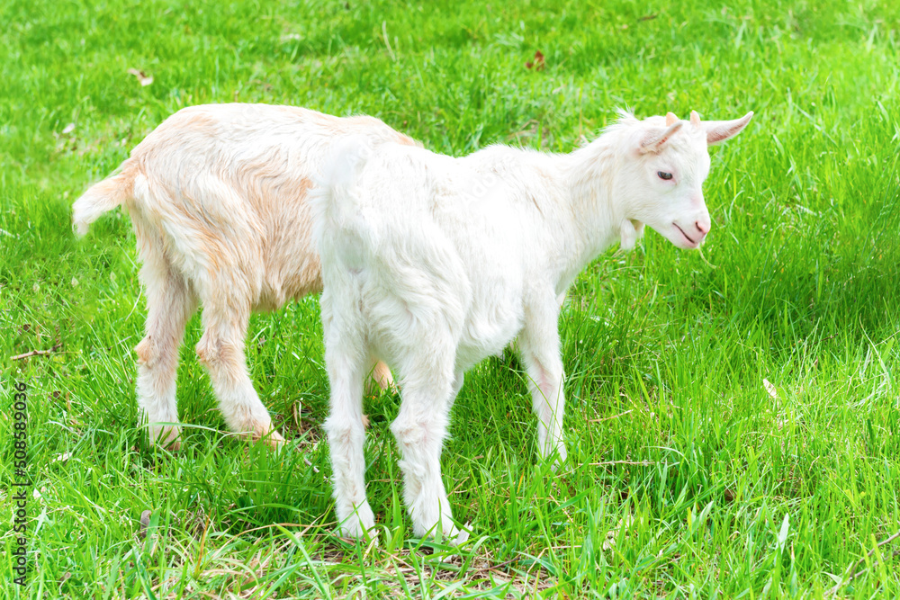 White little goat with kid on green grass field White little goat with kid on green grass field
