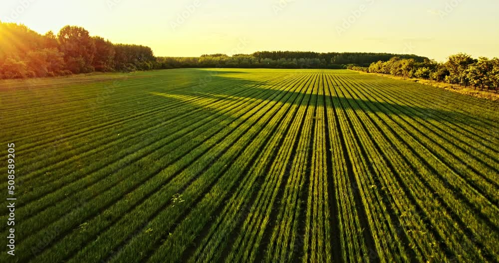 Sunset over agricultural onion crop field at industrial farm Sunset over agricultural onion crop field at industrial farm