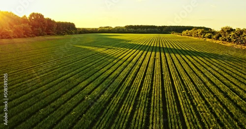 Sunset over agricultural onion crop field at industrial farm photo