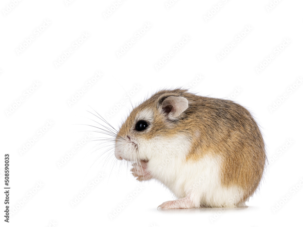 Cute Roborovski hamster sitting side ways on hind paws eating from his front paws. Isolated on a white background. Cute Roborovski hamster sitting side ways on hind paws eating from his front paws. Isolated on a white background.