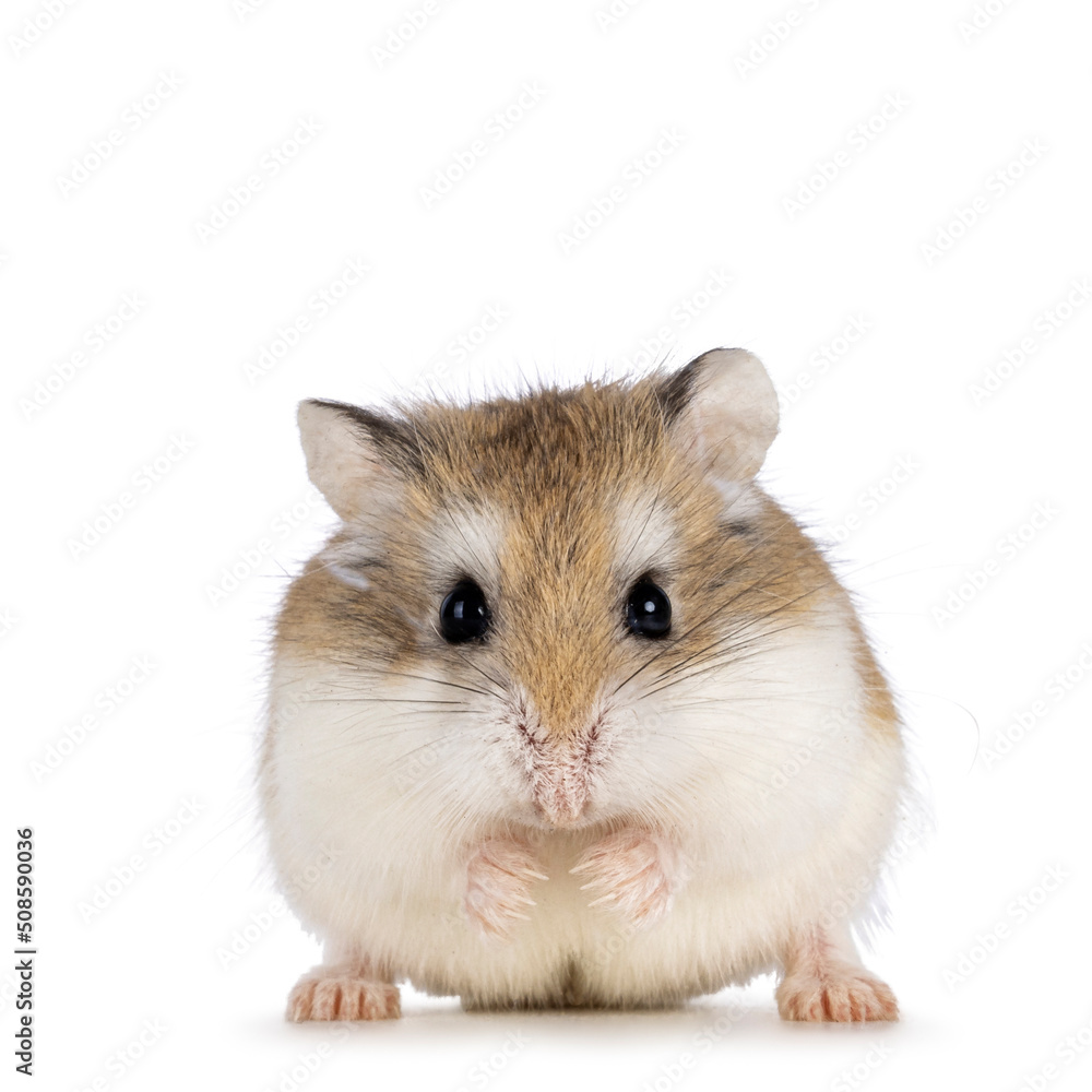 Cute Roborovski hamster standing facing front. Looking straght to lens showing both eyes. Isolated on a white background. Cute Roborovski hamster standing facing front. Looking straght to lens showing both eyes. Isolated on a white background.