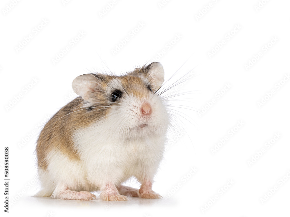 Cute Roborovski hamster standing facing front and looking up. Isolated on a white background.