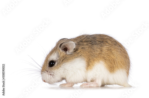 Cute Roborovski hamster standing side ways. Isolated on a white background.