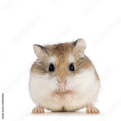 Cute Roborovski hamster standing facing front. Looking straght to lens showing both eyes. Isolated on a white background.