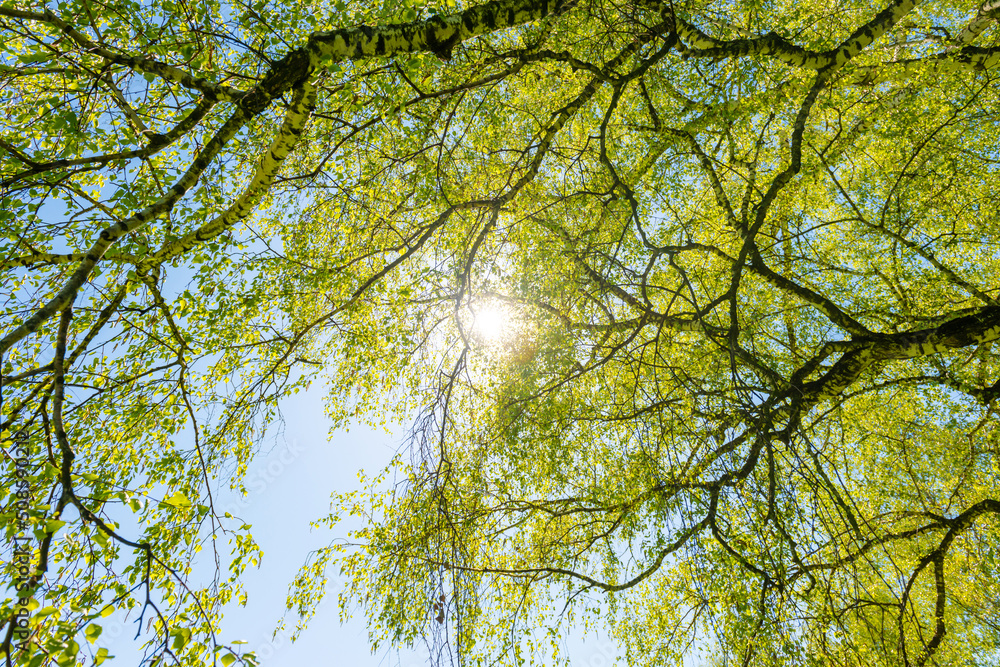 Big birch tree top with green leaves and sun light